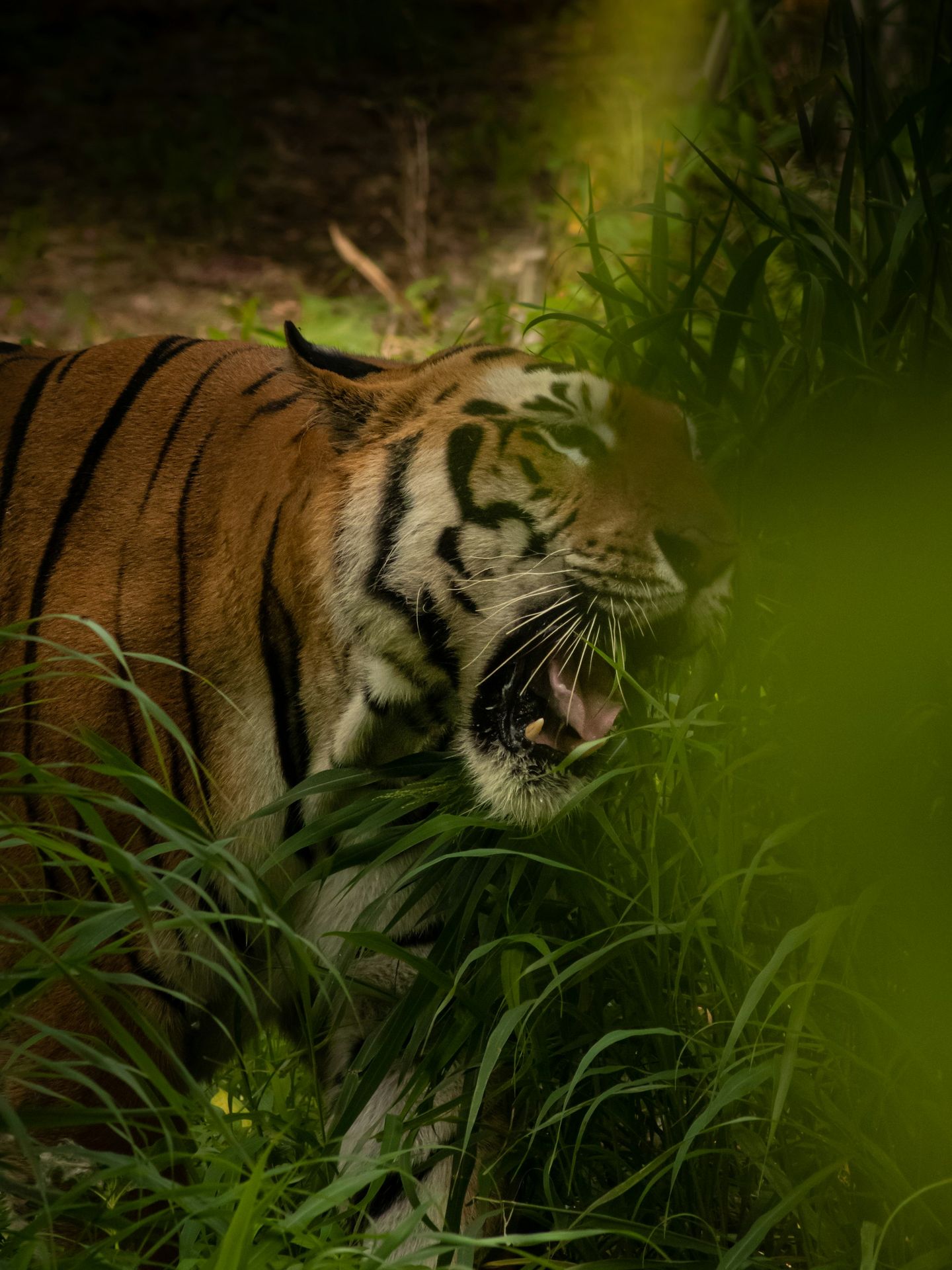 a tiger walking through a lush green forest